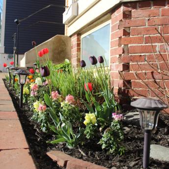 Marcy Street Tulips 