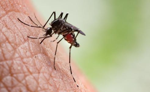 Mosquito biting hand