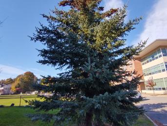 Picea Glauca