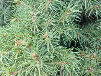 Picea Glauca leaf